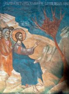 fig tree holy monday